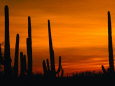 Saguaro National Park Pósteres