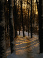 Snow-Covered Trees in Forest, Early Evening, Lithuania