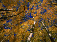 Aspen Trees, Aspen, Colorado, USA Photographie par Richard Cummins