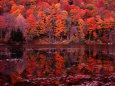 Trees (Color Photography) Posters