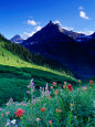 Colourful Wildflowers and Mountain Backdrop Near Logan Pass, Glacier National Park, Montana, USA Lámina fotográfica por Gareth McCormack