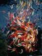 Whirlpool Fish Frenzy at Feeding Time at Koi Carp Pool, Loro Parque, Canary Islands, Spain