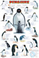 Penguins Chart