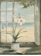 Amaryllis Posters