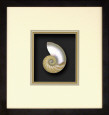 Natural Nautilus II
