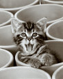 Kitty Cat