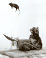 Kittens Posters