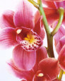 Floral Close-Up (Photography) Posters