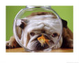 Bulldogs Posters