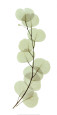 Hojas (arte decorativo) Pósteres