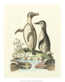 Aquatic Birds IV