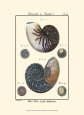 Sea Shells VI Art Print by Denis Diderot
