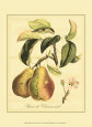 Petite Tuscan Fruits IV Art Print