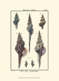 Sea Shells I Lámina por Denis Diderot
