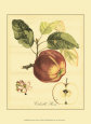 Petite Tuscan Fruits I Art Print