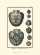 Sea Shells V Lámina por Denis Diderot