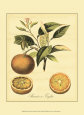 Petite Tuscan Fruits III Art Print