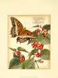 Whimsical Butterflies II Lámina
