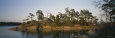 Pine Trees on an Island, Backa, Gothenburg, Hisingen, Bohuslan, Sweden