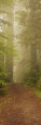 Trees in a Forest, Redwood National Park, California, USA Photographie par Panoramic Images