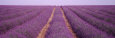 Rows of Blossoms in a Field, France Lámina fotográfica por Panoramic Images