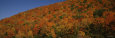 Trees in a Valley, Hope Valley, Adirondack, New York, USA