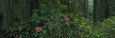 Rhododendron Flowers in a Rainforest, California, USA Photographic Print by Panoramic Images