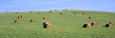 Hay Bales in a Field, Bohemia, Czech Republic