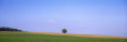 Tree on a Field, Bohemia, Czech Republic