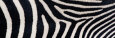 Zebras (Photography) Posters