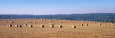 Hay Bales in a Field, Bohemia, Czech Republic