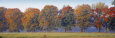 Trees in a Garden, South Bohemia, Czech Republic