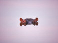 Hippopotamus Submerged, Eyes and Ears Just Above Water.Kruger National Park, South Africa