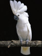 White or Umbrella Cockatoo Premium Poster by Lynn M. Stone