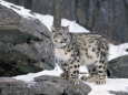 Leopards (Photography) Posters
