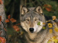 Grey Wolf Portrait, USA Premium Poster by Lynn M. Stone