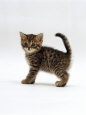 Domestic Cat, 6-Week Tabby Chinchilla Crossed with British Shorthair Kitten