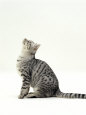 Domestic Cat, 5-Month Silver Spotted Shorthair Male, Sitting Looking Up, Back Hunched