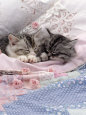Domestic Cat, Two Chinchilla-Cross Kittens Sleeping in Bed