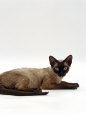 Domestic Cat, Seal-Point Devon Si-Rex