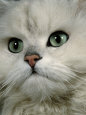 Domestic Cat, Chinchilla Persian Close up of Face