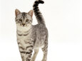 Domestic Cat, 5-Month Silver Spotted Male