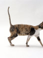 Domestic Cat, Blue-Cream-And-White Dilute Tortoiseshell Cornish Rex Female