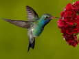 Hummingbirds Posters