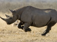 Rhinocéros Affiches