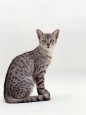 Domestic Cat, Female Silver Egyptian Mau Premium Poster por Jane Burton