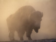 Bison Posters