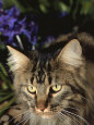 Maine Coon Domestic Cat, USA