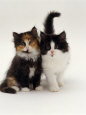 Domestic Cat, Tortoiseshell and Black-And-White Kittens