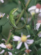 Green Anole, Juvenile, Texas, USA Premium Poster par Rolf Nussbaumer